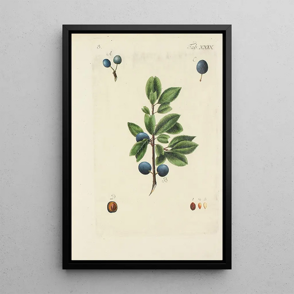 Illustration af vilde træer, flerårige planter og buske Pl140 - Carl Christoph Oelhafen von Schöllenbach — indrammet kunstværk på væggen
