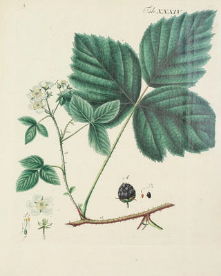 Carl Christoph Oelhafen von Schllenbach - Abbildung der wilden Bume Stauden und Buschgewchse Pl146.webp