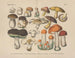 Manuel de botanique pratique i ord og billeder Maleri Pl06 - Carl Hoffmann — visning af kunstværket