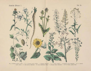 Carl Hoffmann - Lehrbuch der praktischen Pflanzenkunde in Wort und Bild Pl15.webp