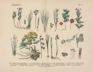 Carl Hoffmann - Lehrbuch der praktischen Pflanzenkunde in Wort und Bild Pl17.webp
