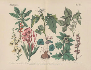 Carl Hoffmann - Lehrbuch der praktischen Pflanzenkunde in Wort und Bild Pl20.webp