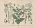 Manuel de botanique pratique i ord og billeder Maleri Pl21 - Carl Hoffmann — visning af kunstværket