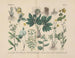 Manuel de botanique pratique i ord og billeder Maleri Pl24 - Carl Hoffmann — visning af kunstværket