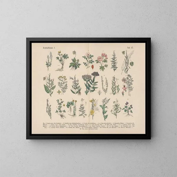 Manuel praktisk botanisk kunsttryk i ord og billeder Pl27 - Carl Hoffmann — indrammet kunstværk på væggen