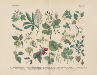 Carl Hoffmann - Lehrbuch der praktischen Pflanzenkunde in Wort und Bild Pl44.webp