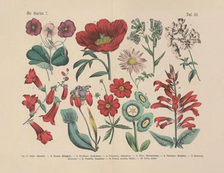 Carl Hoffmann - Lehrbuch der praktischen Pflanzenkunde in Wort und Bild Pl55.webp