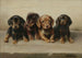 Quatre chiots teckels - Carl Reichert — visning af kunstværket