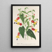 Reproduktion af maleriet Abutilon vexillarium - Charles Antoine Lemaire