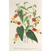 Reproduktion af maleriet Abutilon vexillarium - Charles Antoine Lemaire