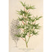 Acer palmatum crispum - Charles Antoine Lemaire — visning af kunstværket
