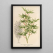 Acer palmatum crispum - Charles Antoine Lemaire — indrammet kunstværk på væggen