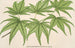 Acer palmatum reticulatum - Charles Antoine Lemaire — visning af kunstværket