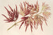 Acer polymorphum palmatum - Charles Antoine Lemaire — visning af kunstværket
