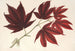 Acer polymorphum palmatum sanguineum - Charles Antoine Lemaire — visning af kunstværket