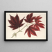 Acer polymorphum palmatum sanguineum - Charles Antoine Lemaire — indrammet kunstværk på væggen