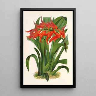 Charles Antoine Lemaire - Ada aurantiaca.webp