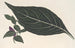 Adelaster albivenis - Charles Antoine Lemaire — visning af kunstværket