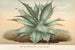 Agave Verschaffelti - Charles Antoine Lemaire — visning af kunstværket