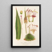 Reproduktion af maleriet Agave filifera - Charles Antoine Lemaire
