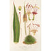 Reproduktion af maleriet Agave filifera - Charles Antoine Lemaire