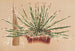 Agave schidigera - Charles Antoine Lemaire — visning af kunstværket