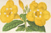 Allamanda Hendersoni - Charles Antoine Lemaire — visning af kunstværket