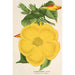 Allamanda nobilis - Charles Antoine Lemaire — visning af kunstværket