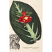 Reproduktion af maleriet Alloplectus vittatus - Charles Antoine Lemaire