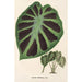 Alocasia Jenningsii - Charles Antoine Lemaire — visning af kunstværket