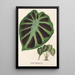 Alocasia Jenningsii - Charles Antoine Lemaire — indrammet kunstværk på væggen