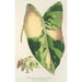 Reproduktion af maleriet Alocasia macrorrhiza var foliis variegatis - Charles Antoine Lemaire