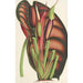 Alocasia metallica - Charles Antoine Lemaire — visning af kunstværket