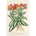 Alstroemeria argentovittata - Charles Antoine Lemaire — visning af kunstværket