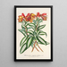 Alstroemeria argentovittata - Charles Antoine Lemaire — indrammet kunstværk på væggen
