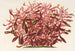 Alternanthera spathulata - Charles Antoine Lemaire — visning af kunstværket