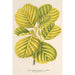 Reproduktion af maleriet Alnus glutinosa var aurea - Charles Antoine Lemaire