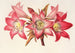 Amaryllis Belladonna - Charles Antoine Lemaire — visning af kunstværket