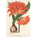 Amaryllis Hippeastrum Alberti - Charles Antoine Lemaire — visning af kunstværket