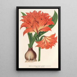 Charles Antoine Lemaire - Amaryllis Hippeastrum Alberti.webp