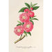 Amygdalus persica roseiflora - Charles Antoine Lemaire — visning af kunstværket