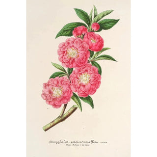 Charles Antoine Lemaire - Amygdalus persica roaeflora.webp