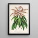 Reproduktion af maleriet Andromeda Comarostaphylis formosa - Charles Antoine Lemaire