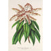 Reproduktion af maleriet Andromeda Comarostaphylis formosa - Charles Antoine Lemaire