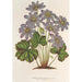 Anemone Hepatica angulosa - Charles Antoine Lemaire — visning af kunstværket