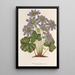 Anemone Hepatica angulosa - Charles Antoine Lemaire — indrammet kunstværk på væggen