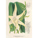Reproduktion af maleriet Angraecum sesquipedale - Charles Antoine Lemaire