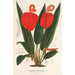 Anthurium Scherzerianum - Charles Antoine Lemaire — visning af kunstværket