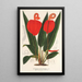 Anthurium Scherzerianum - Charles Antoine Lemaire — indrammet kunstværk på væggen