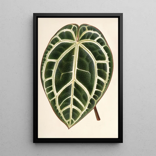 Charles Antoine Lemaire - Anthurium crystallinum.webp